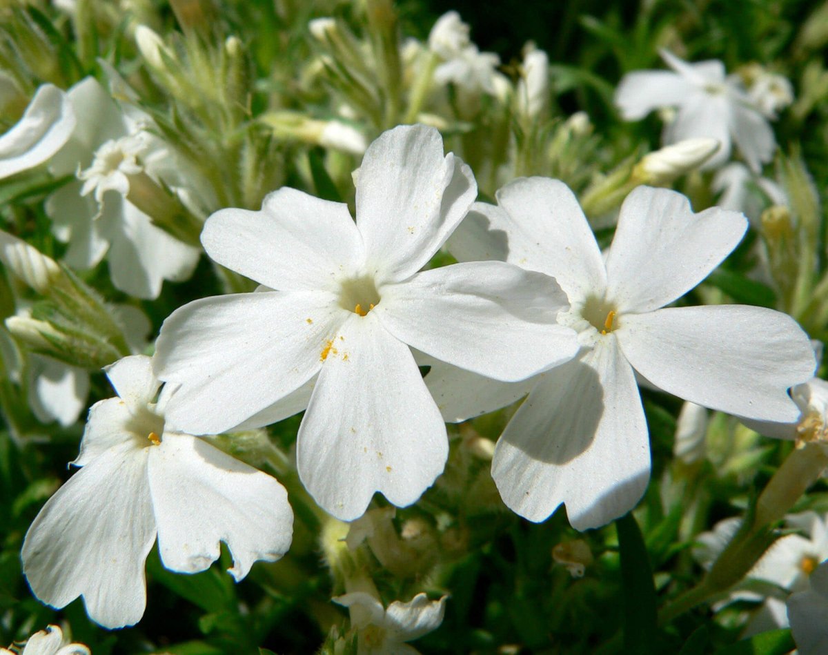 Brumărele Phlox Subulata 'Fabulous White' - DocaPerene