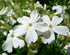 Brumărele Phlox Subulata 'Fabulous White' - DocaPerene