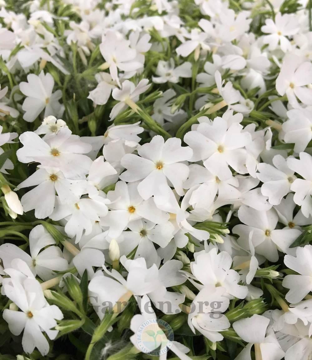 Brumărele Phlox Subulata 'Fabulous White' - DocaPerene