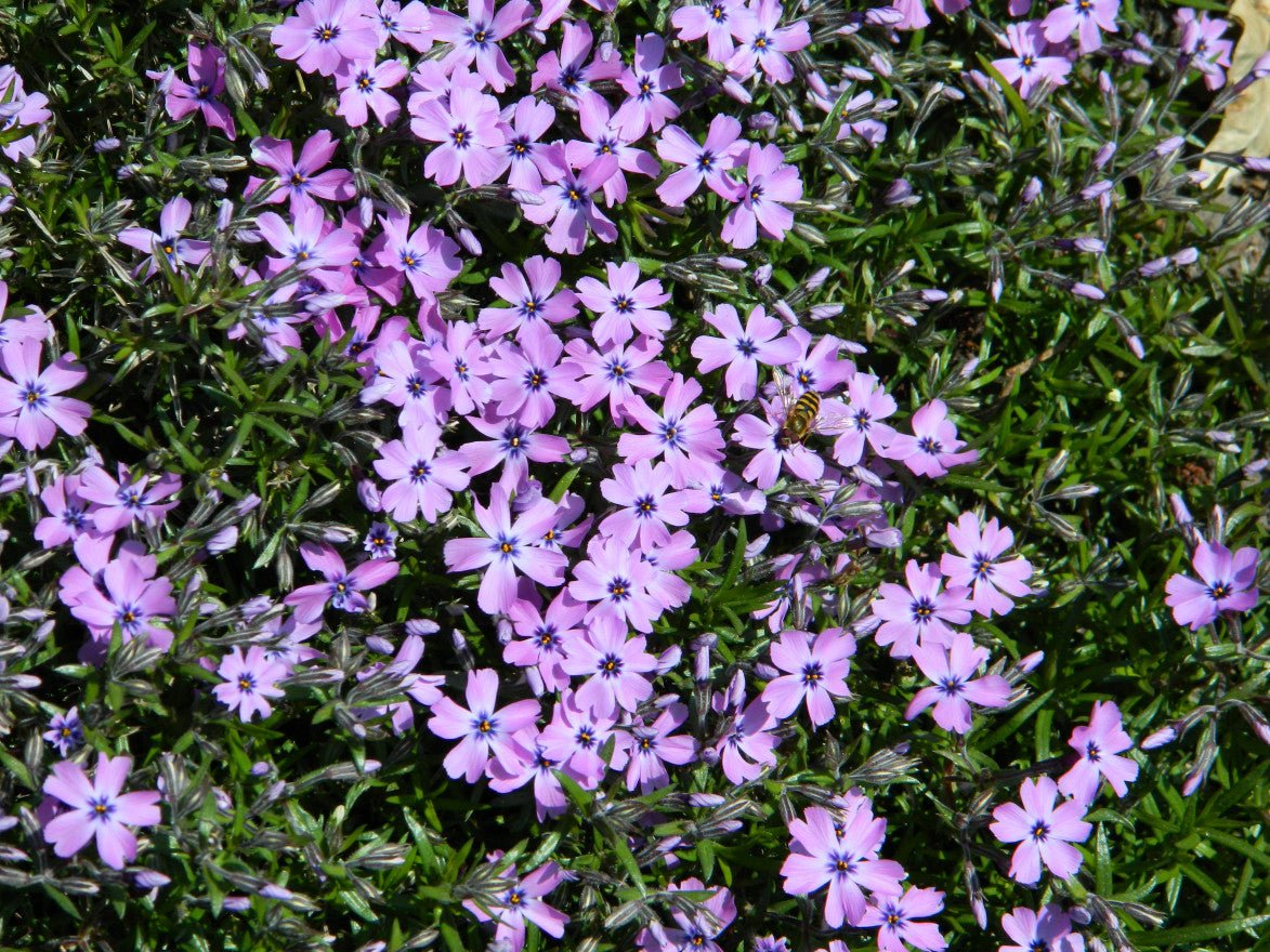 Brumărele Phlox Subulata 'Purple Beauty' - DocaPerene
