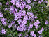 Brumărele Phlox Subulata 'Purple Beauty' - DocaPerene