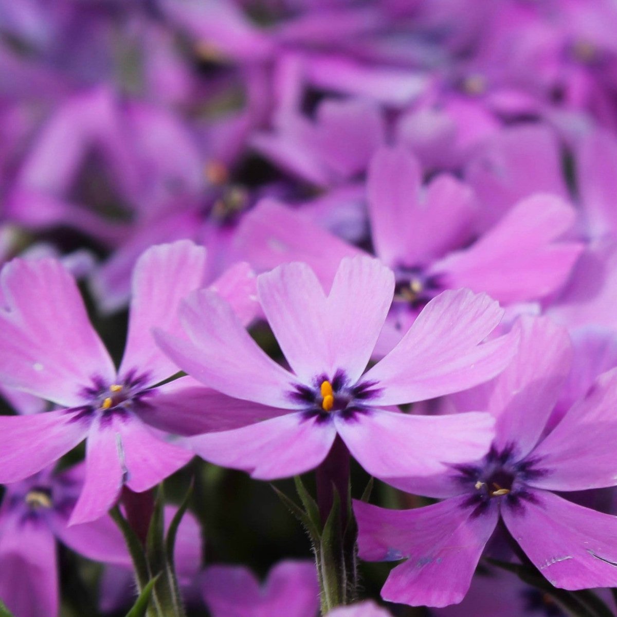 Brumărele Phlox Subulata 'Purple Beauty' - DocaPerene