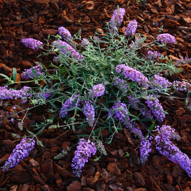 Liliac de vară - Buddleja Free Petite Lavender Flow