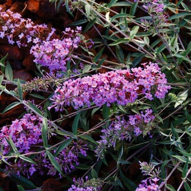 Liliac de vară - Buddleja Free Petite Lavender Flow