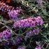Liliac de vară - Buddleja Free Petite Lavender Flow