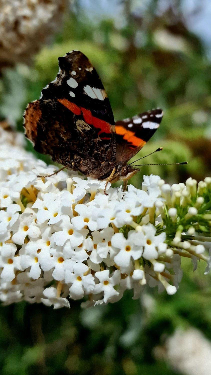 Liliac de vară Nanho White - Buddleja davidii 'Nanho White'