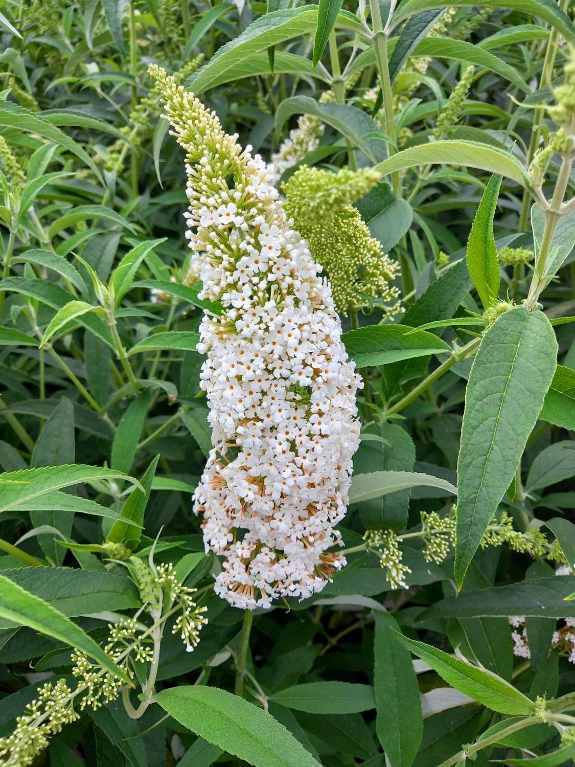 Liliac de vară Nanho White - Buddleja davidii 'Nanho White'