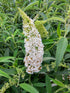 Liliac de vară Nanho White - Buddleja davidii 'Nanho White'