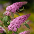 Liliac de vară roz - Buddleja davidii 'Pink Delight'