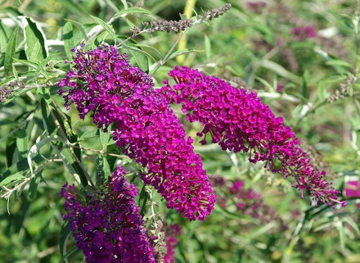 Liliac de vară - Buddleja davidii Nanho Purple