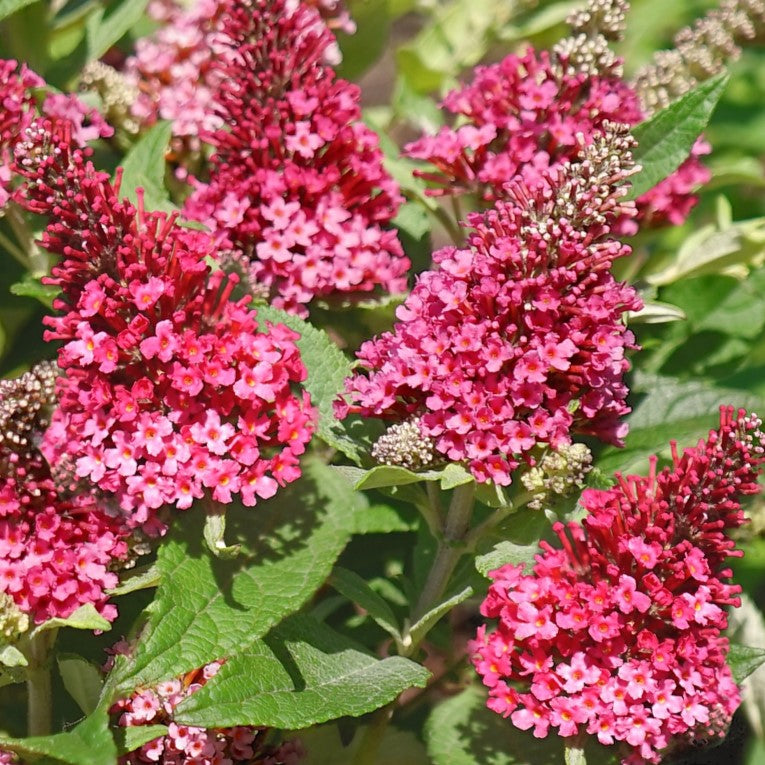 Liliac de vară pitic - Buddleja davidii Little Rockstars Red