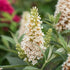 Liliac de vară pitic - Buddleja davidii Little Rockstars White