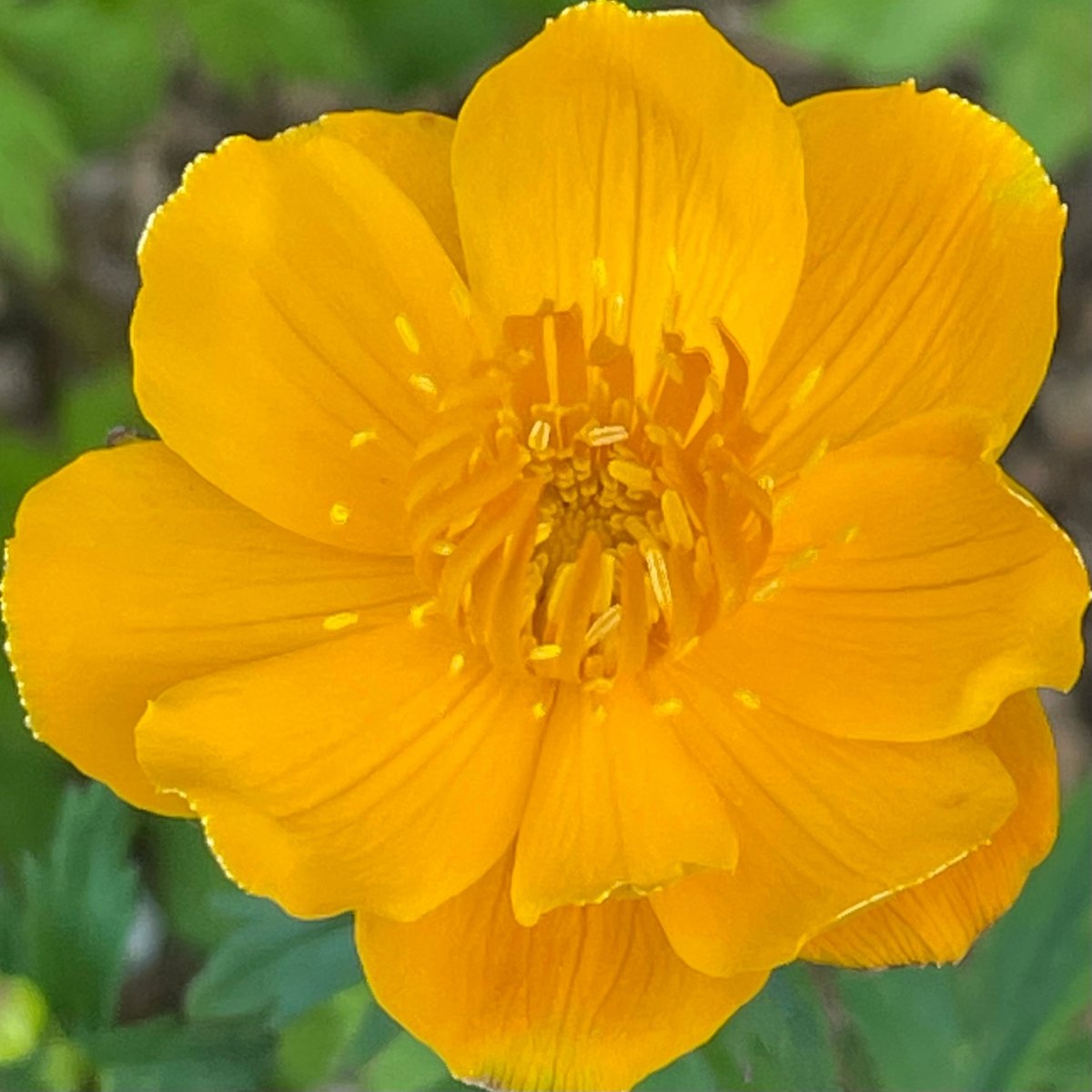 Bulbuc - Trollius Chinensis Golden Queen - DocaPerene