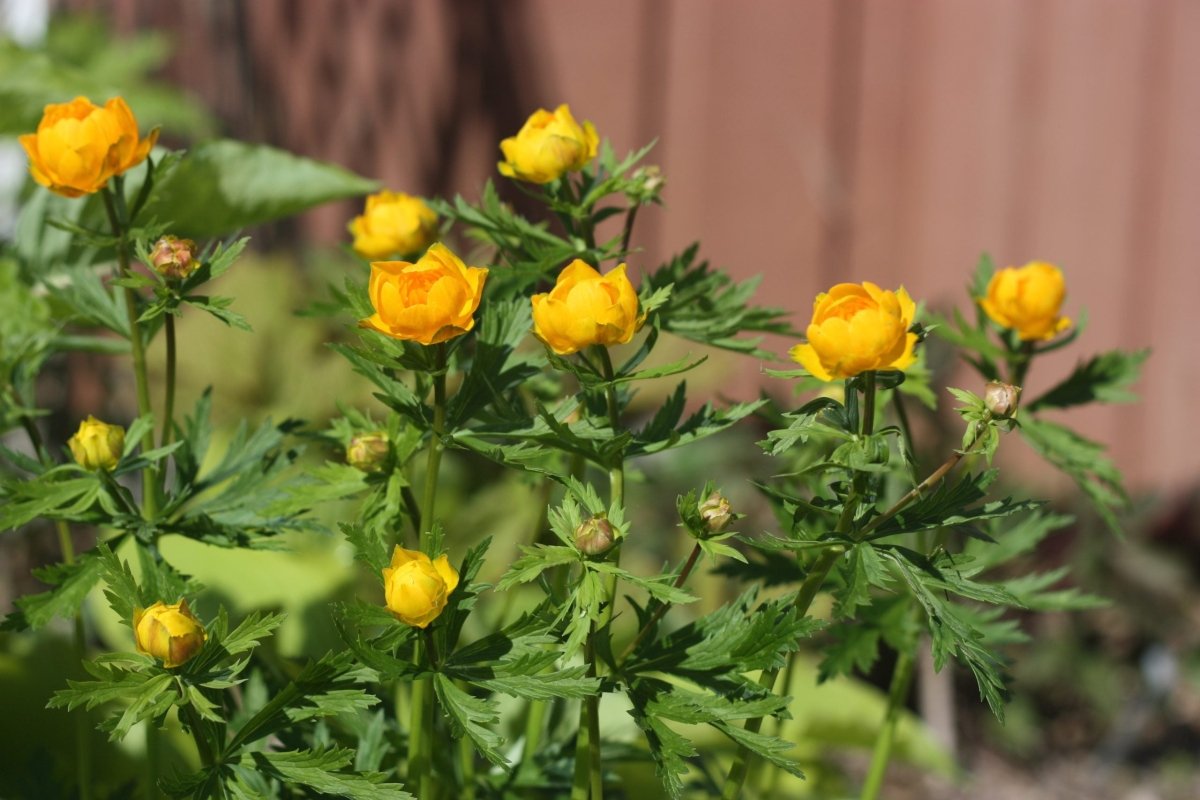 Bulbuc - Trollius Chinensis Golden Queen - DocaPerene