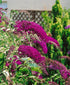 Liliac de vară - Buddleja davidii Nanho Purple