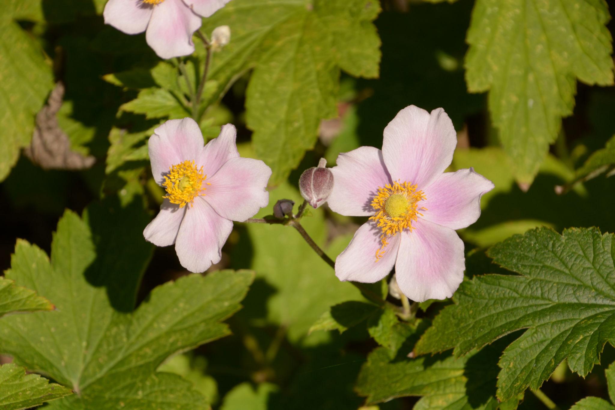 Anemone de grădină - Anemone hupehensis Rose Shades