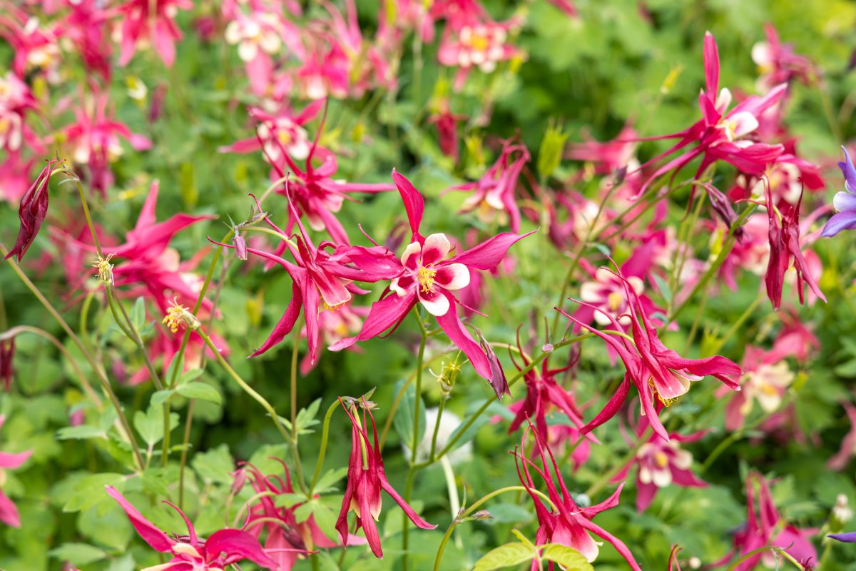 Căldărușe - Aquilegia Caerulea Earlybird™ Red White - DocaPerene