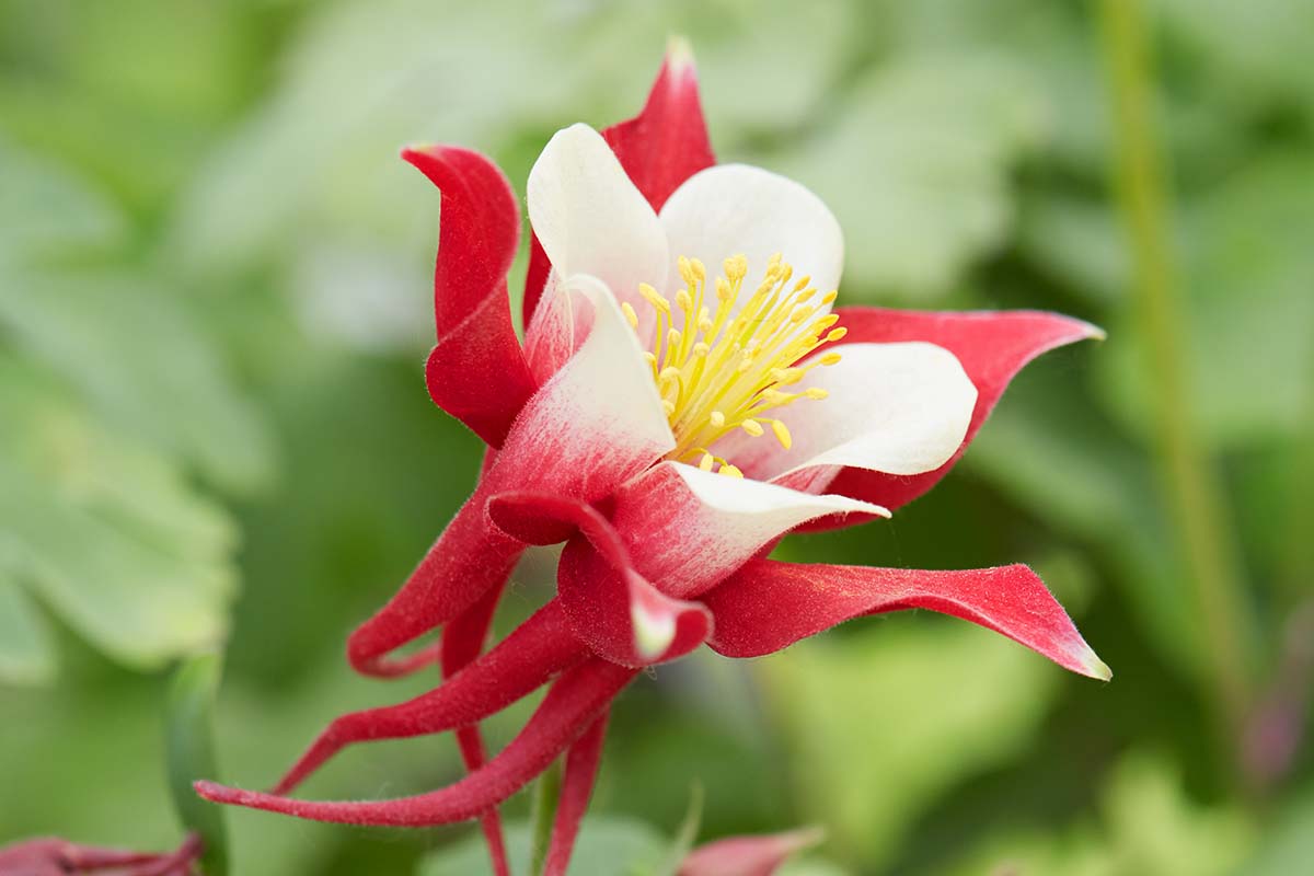 Căldărușe - Aquilegia Caerulea Earlybird™ Red White - DocaPerene