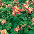 Căldărușe - Aquilegia Caerulea Earlybird™ Red Yellow - DocaPerene