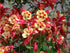 Căldărușe - Aquilegia Caerulea Earlybird™ Red Yellow - DocaPerene