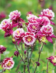 Căldărușe - Aquilegia Vulgaris 'Winky Double Red & White' - DocaPerene