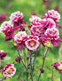 Căldărușe - Aquilegia Vulgaris 'Winky Double Red & White' - DocaPerene