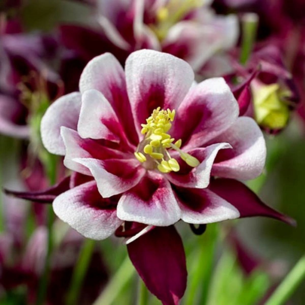 Căldărușe - Aquilegia Vulgaris 'Winky Double Red & White' - DocaPerene
