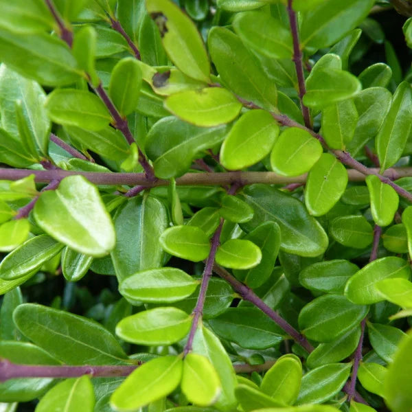 Caprifoi Târâtor - Lonicera Nitida 'Elegant'