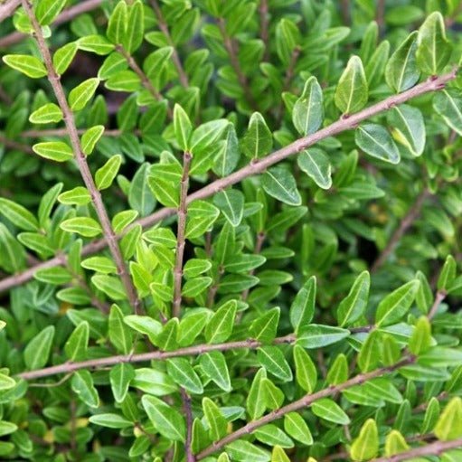Caprifoi târâtor - Lonicera pileata Moss Green - DocaPerene