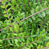Caprifoi târâtor - Lonicera pileata Moss Green - DocaPerene