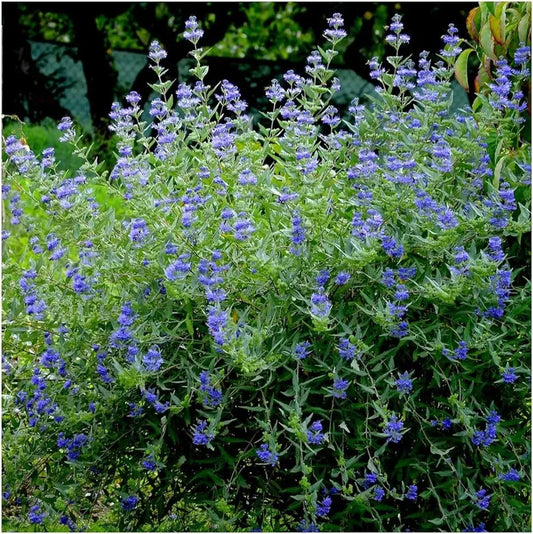 Barba albastră - Caryopteris x clandonensis 'Heavenly Blue'