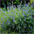 Barba Albastră - Caryopteris x Clandonensis 'Heavenly Blue'