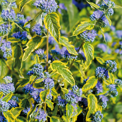 Barba albastră - Caryopteris x clandonensis 'Summer Sorbet'