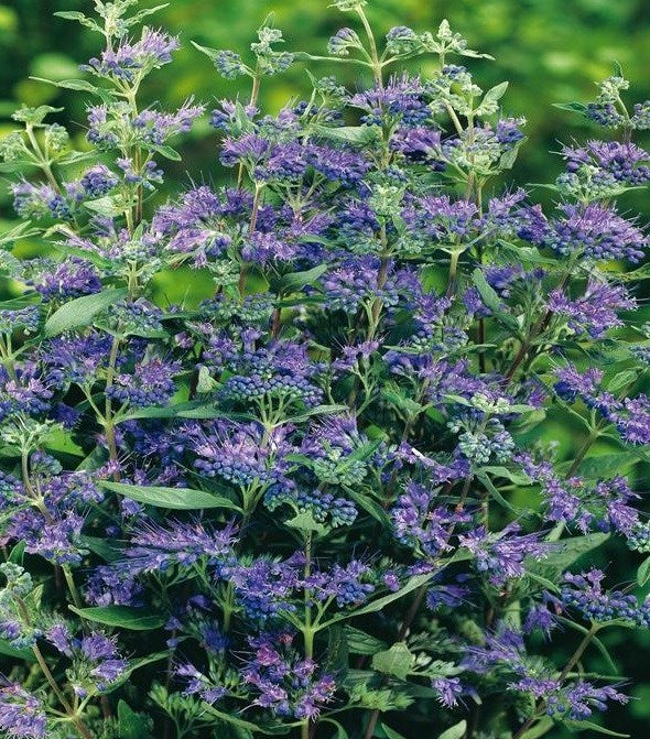 Barba Albastră - Caryopteris x Clandonensis 'Heavenly Blue'