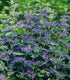 Barba Albastră - Caryopteris x Clandonensis 'Heavenly Blue'