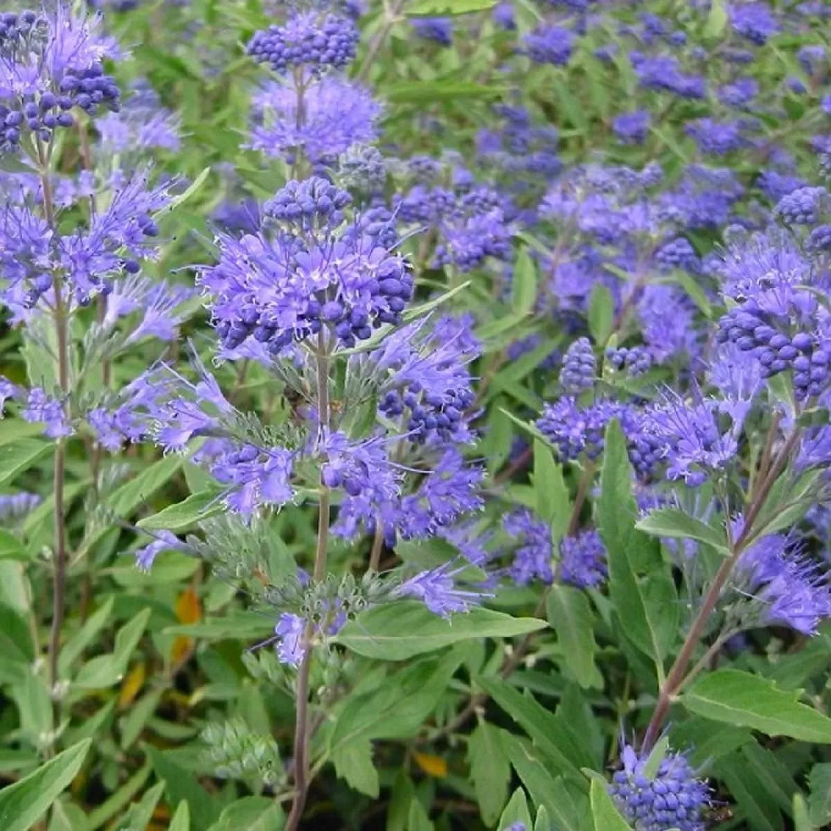 Barba Albastră - Caryopteris x Clandonensis 'Heavenly Blue'