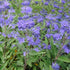 Barba Albastră - Caryopteris x Clandonensis 'Heavenly Blue'