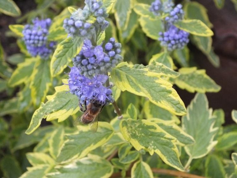 Barba albastră - Caryopteris x clandonensis 'Summer Sorbet'