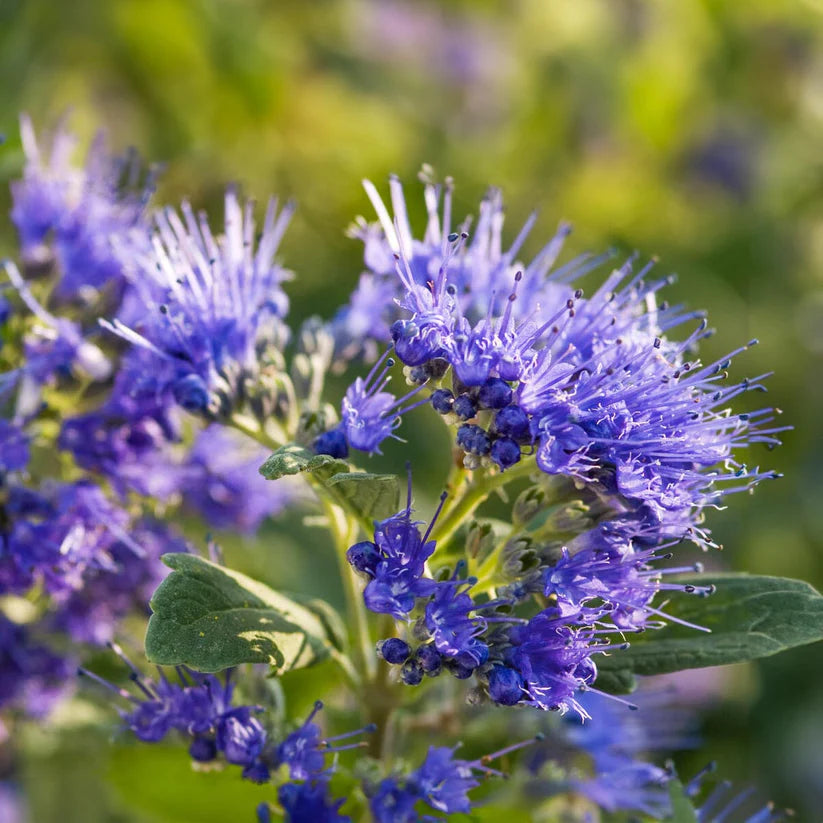 Barba Albastră - Caryopteris x Clandonensis 'Heavenly Blue'