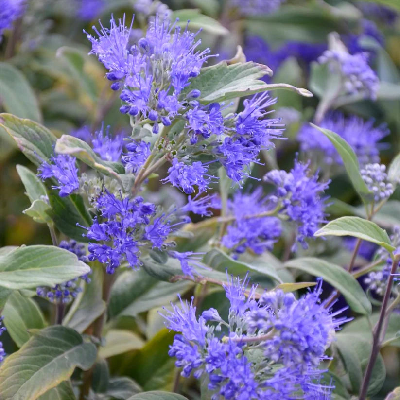 Barba Albastră - Caryopteris x Clandonensis 'Heavenly Blue'