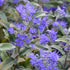 Barba Albastră - Caryopteris x Clandonensis 'Heavenly Blue'