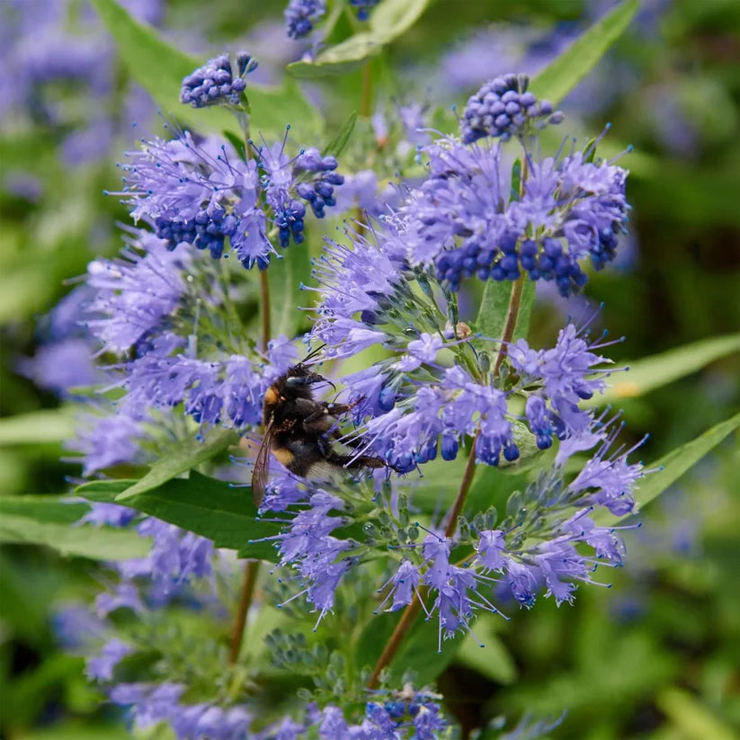 Barba Albastră - Caryopteris x Clandonensis 'Heavenly Blue'