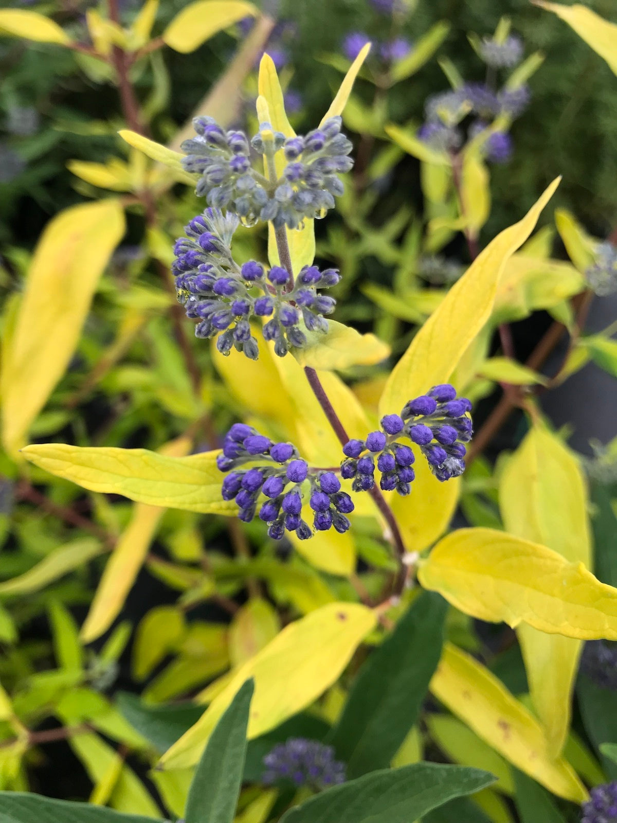 Barba Albastră Aurie - Caryopteris x Clandonensis 'Worcester Gold'