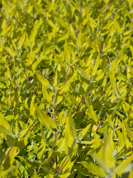 Barba Albastră Aurie - Caryopteris x Clandonensis 'Worcester Gold'