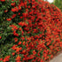 Cătină Ornamentală cu Bobițe Roșii - Pyracantha Coccinea 'Red Column' - DocaPerene