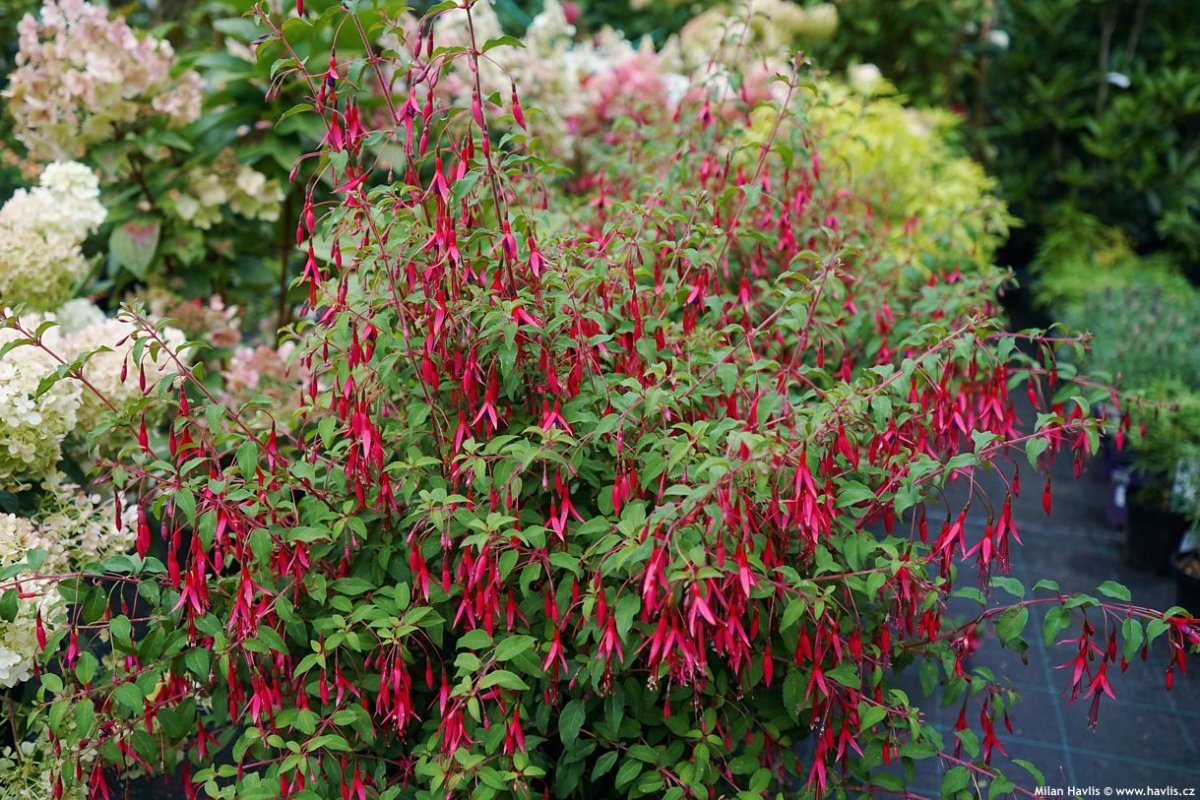 Cerceluși - Fuchsia 'Riccartonii' - DocaPerene