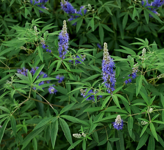 Fructul castității, Mielareaua - Vitex agnus castus