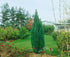 Chiparos Ellwoodii - Chamaecyparis Lawsoniana 'Ellwoodi' - DocaPerene