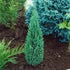 Chiparos Ellwoodii - Chamaecyparis Lawsoniana 'Ellwoodi' - DocaPerene