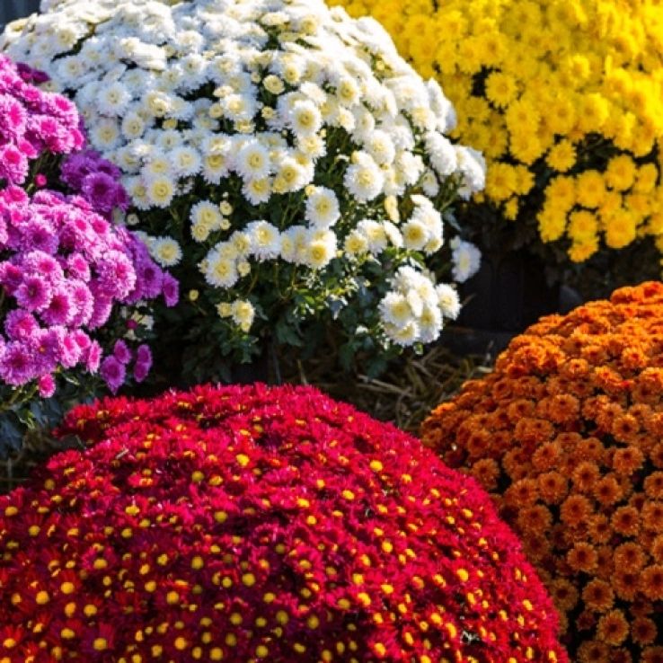 Crizantema în culorile toamnei- Chrysanthemum dendranthema x grandiflorum